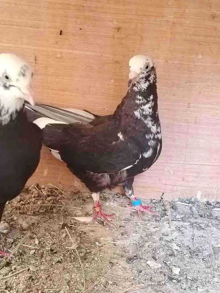 زوج. خرش مطير عامودي الانثى قلاب عشه 3
