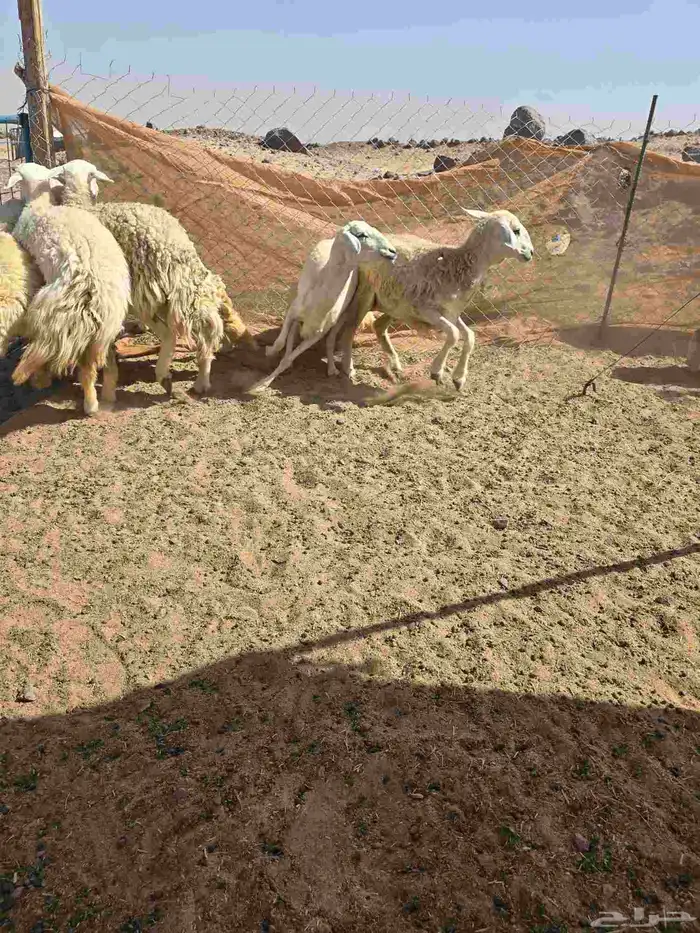 غنم حريات رخال 2