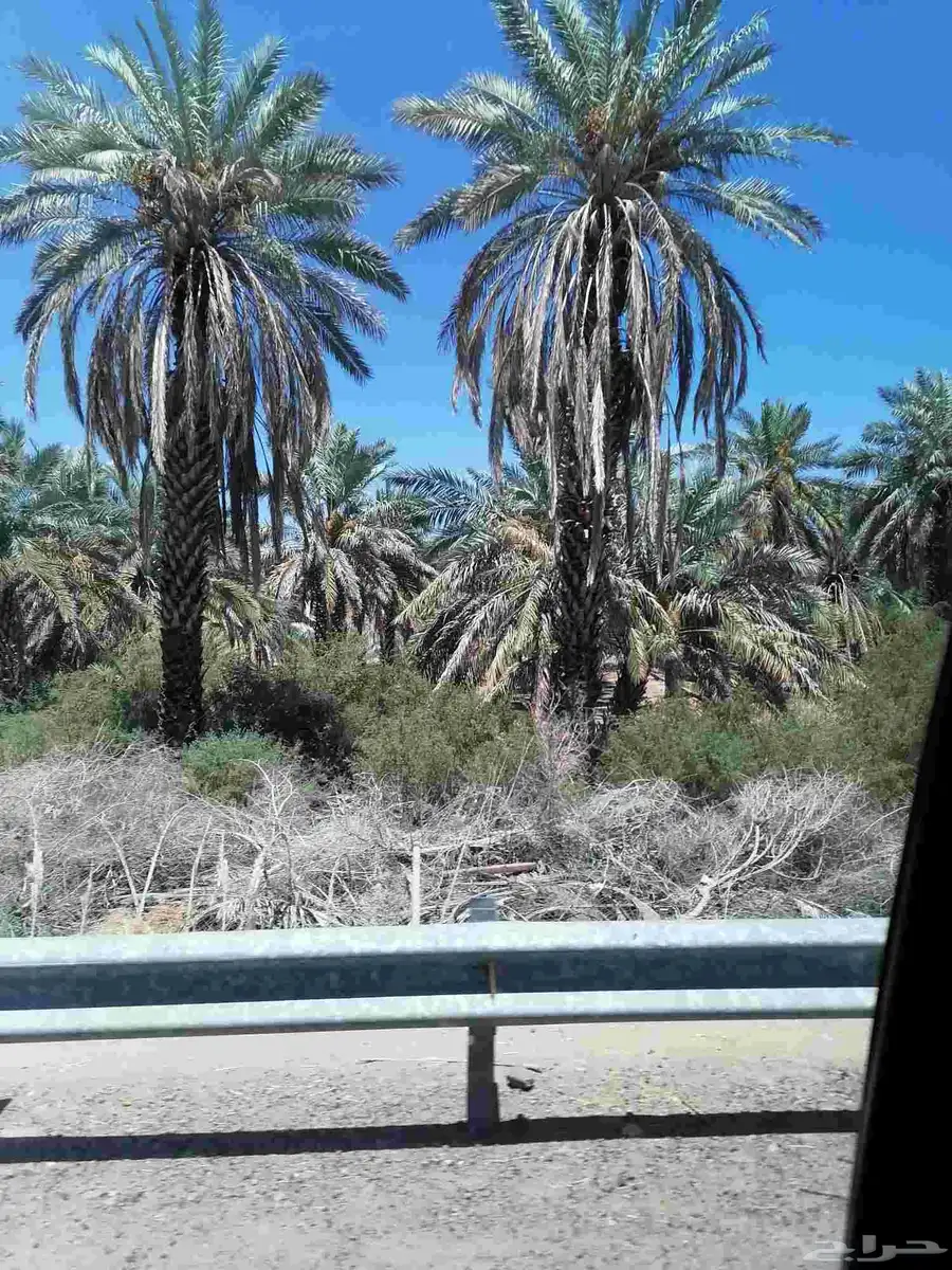 صيف مزرعة 2