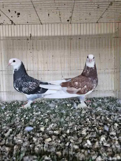 طبات تركي طواقي 0