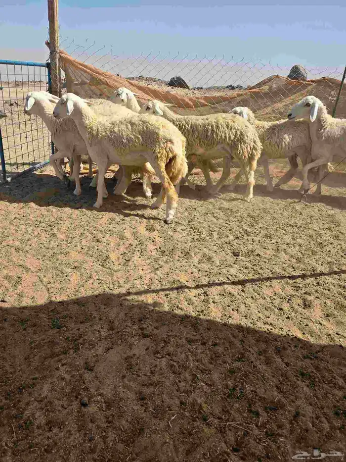 غنم حريات رخال 3