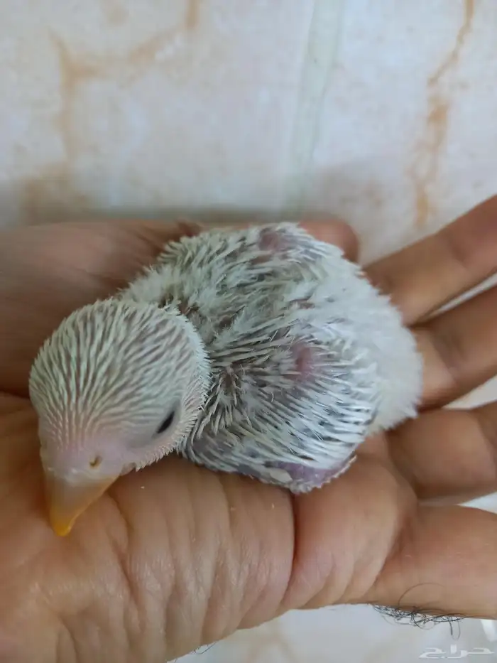 فرخ روز بلد ب 100 ريال 4