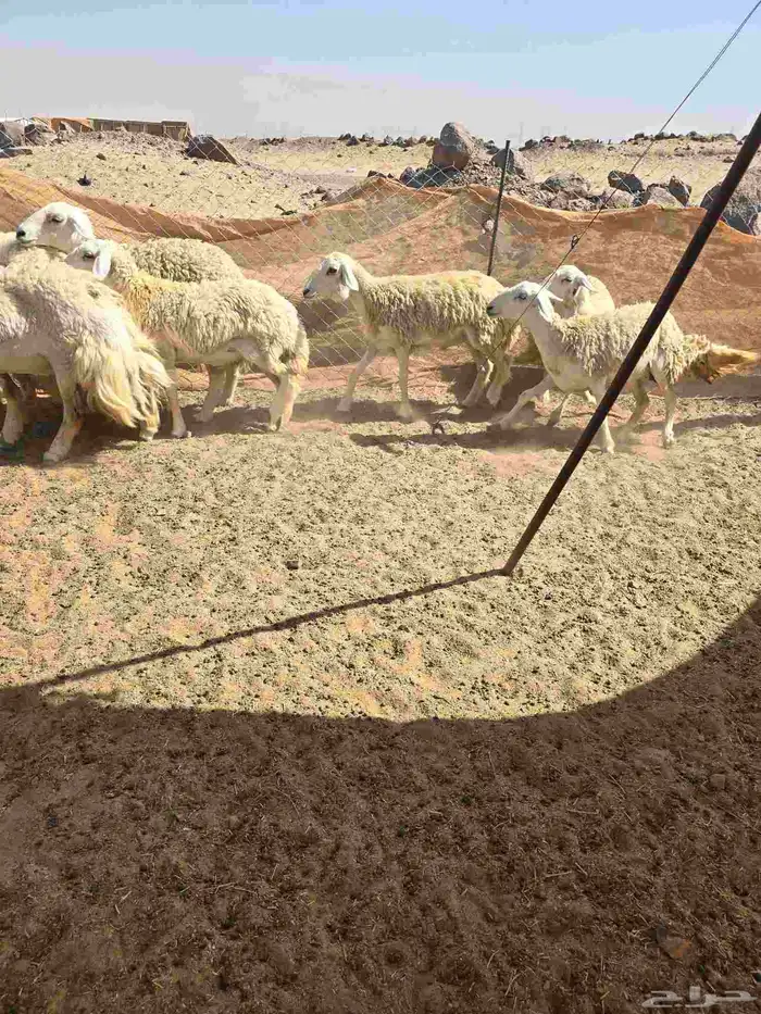 غنم حريات رخال 6