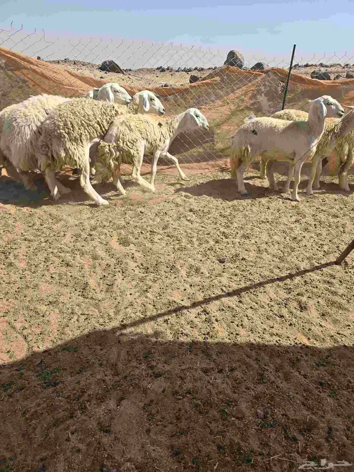 غنم حريات رخال 0