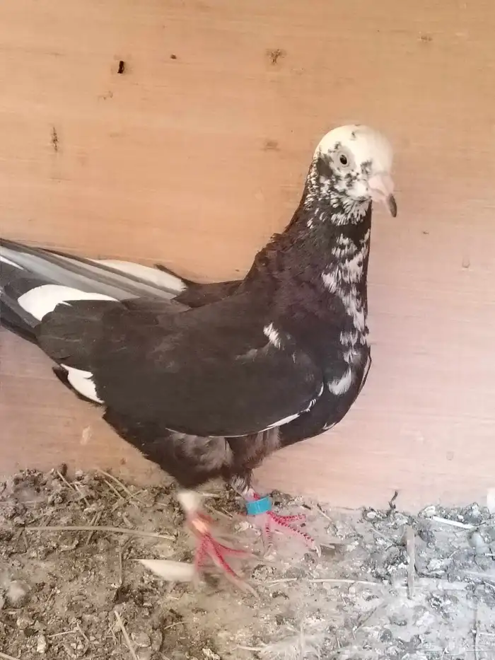 زوج. خرش مطير عامودي الانثى قلاب عشه 5