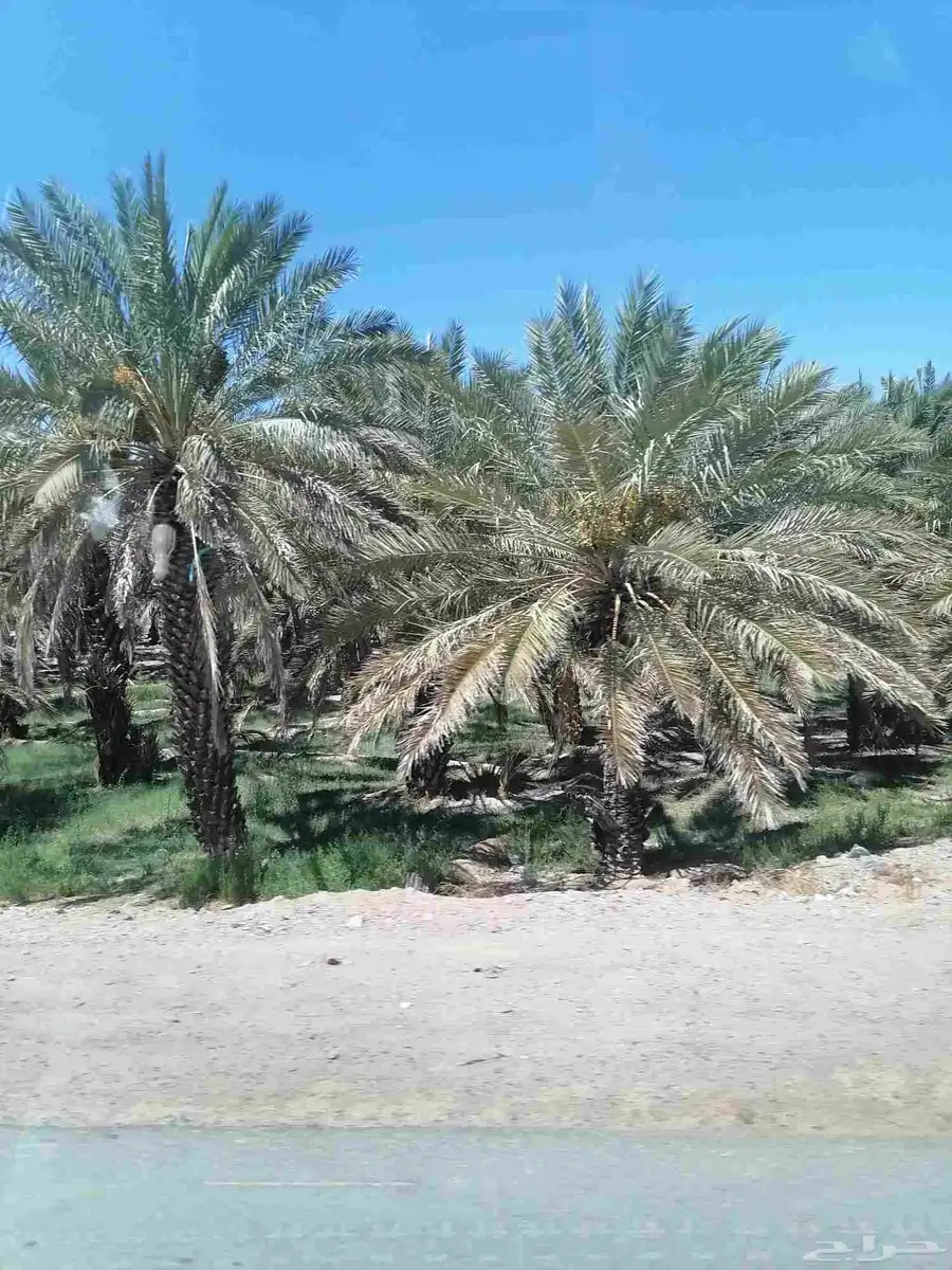 صيف مزرعة 1