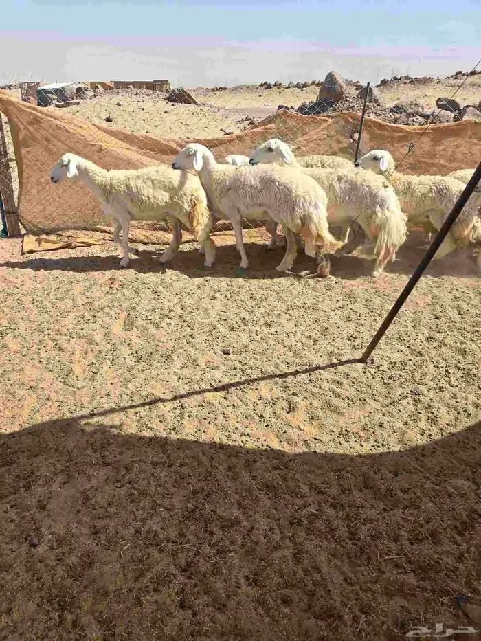 غنم حريات رخال 7