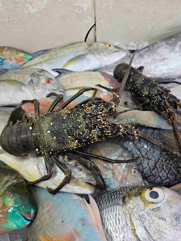 سمك طازجه فاخره فقط 6