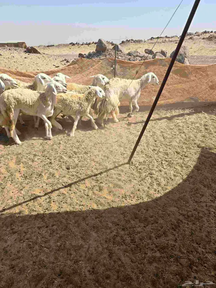 غنم حريات رخال 5