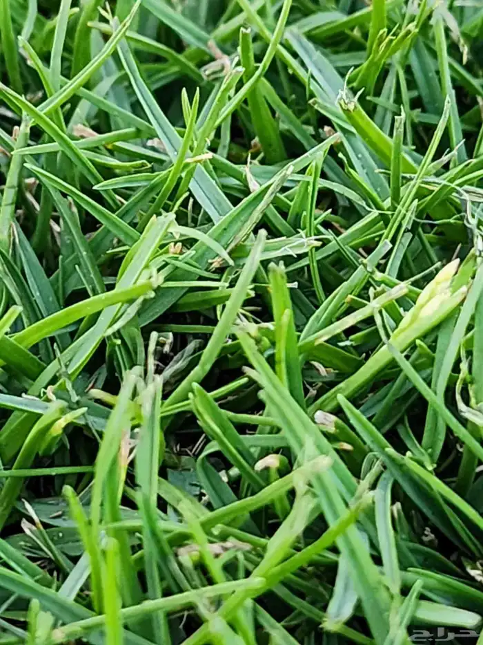 ثيل طبيعي درجة أولى سي2000 صافي ونقي 1