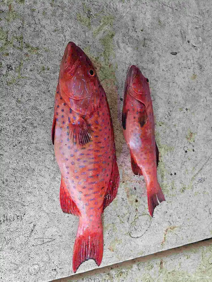 سمك طازجه فاخره فقط 4