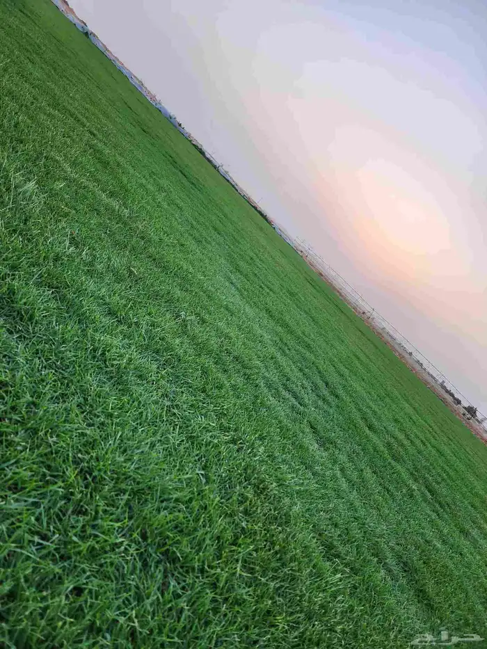 ثيل طبيعي درجة أولى سي2000 صافي ونقي 2