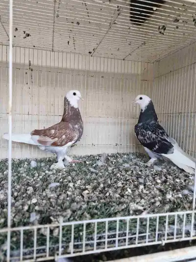 طبات تركي طواقي 3