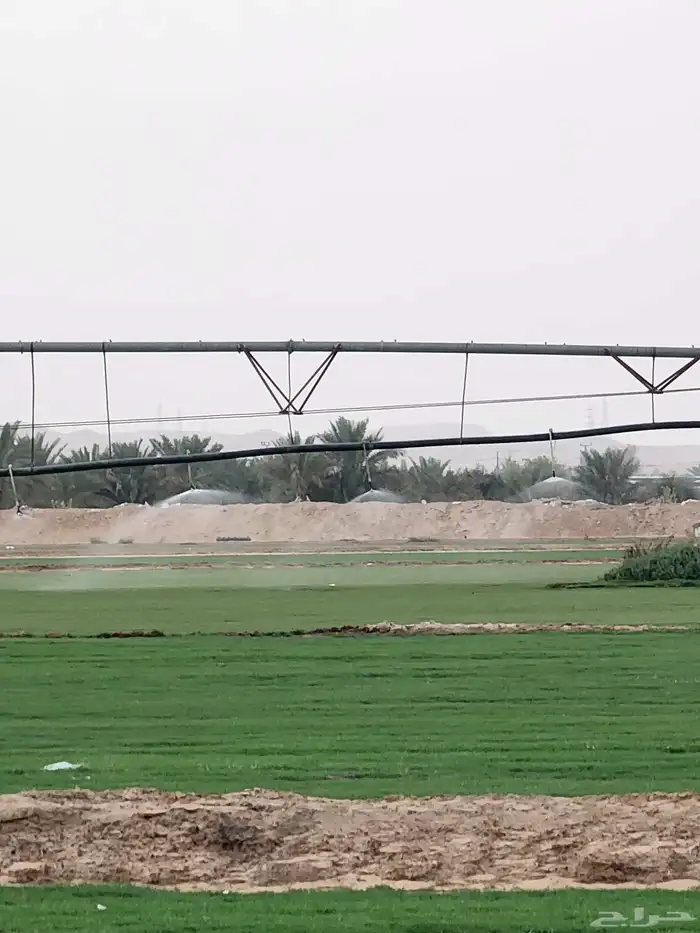 ثيل طبيعي درجة أولى سي2000 صافي ونقي 0