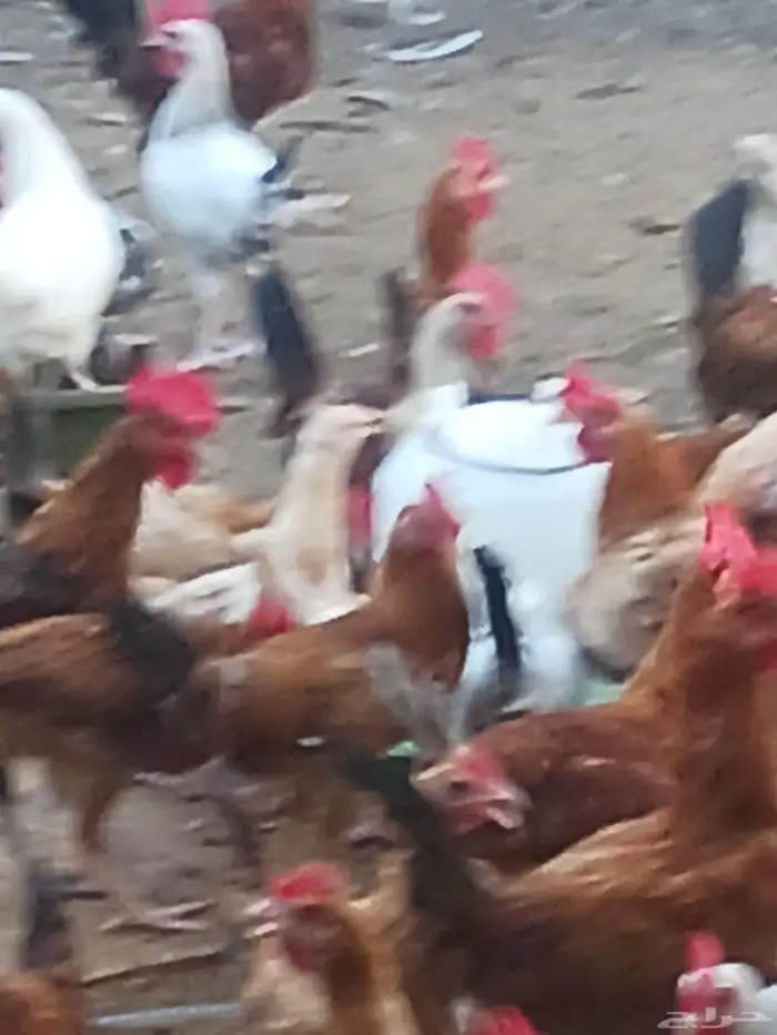 ديوك اعمار من 4 شهور و4 شهور صحه ماشاءالله تبارك الله محصن و 2