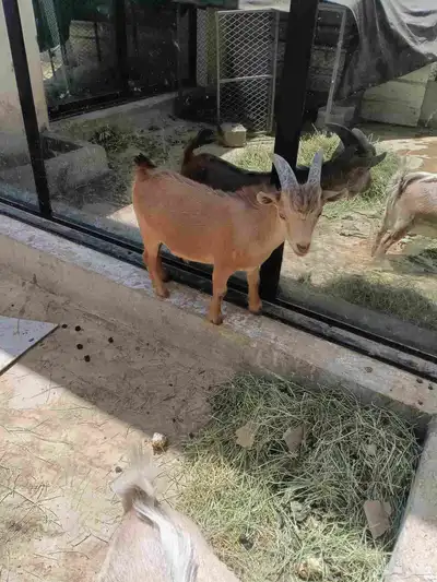 قزم للبيع 3