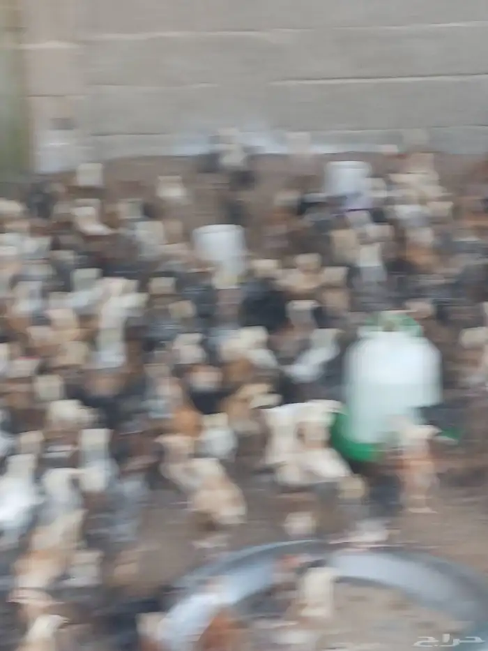 صوص بلدي محصن اخذ جميع الفيتامينات صحه ماشاءالله تبارك الله 2