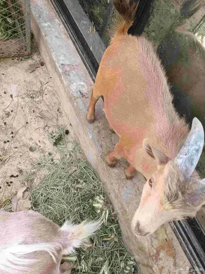 قزم للبيع 0