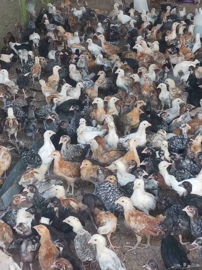 صوص بلدي محصن اخذ جميع الفيتامينات صحه ماشاءالله تبارك الله 4