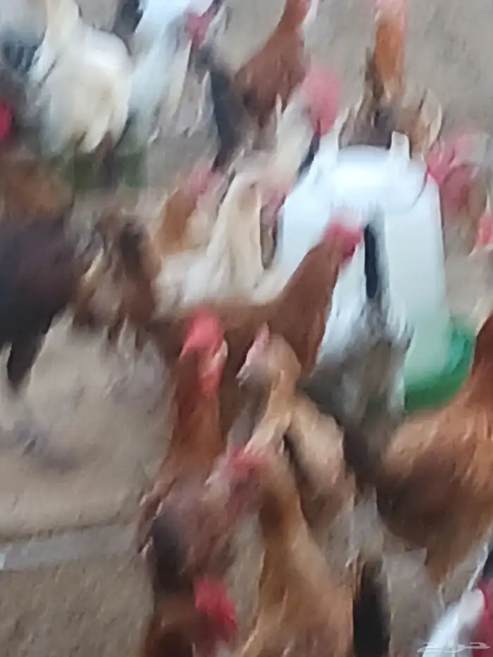 ديوك اعمار من 4 شهور و4 شهور صحه ماشاءالله تبارك الله محصن و 1