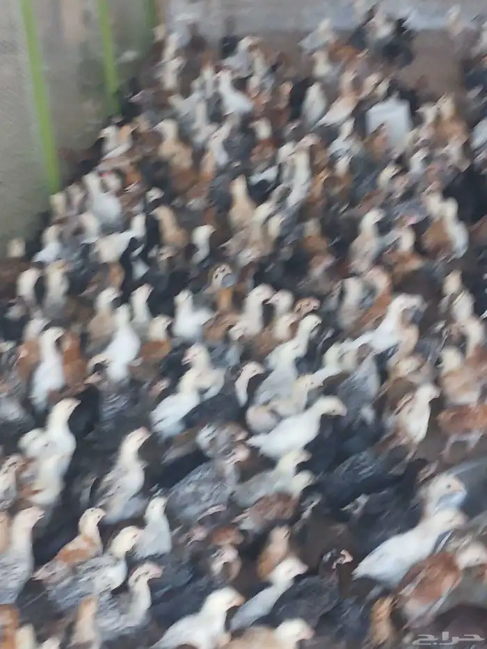 صوص بلدي محصن اخذ جميع الفيتامينات صحه ماشاءالله تبارك الله 1