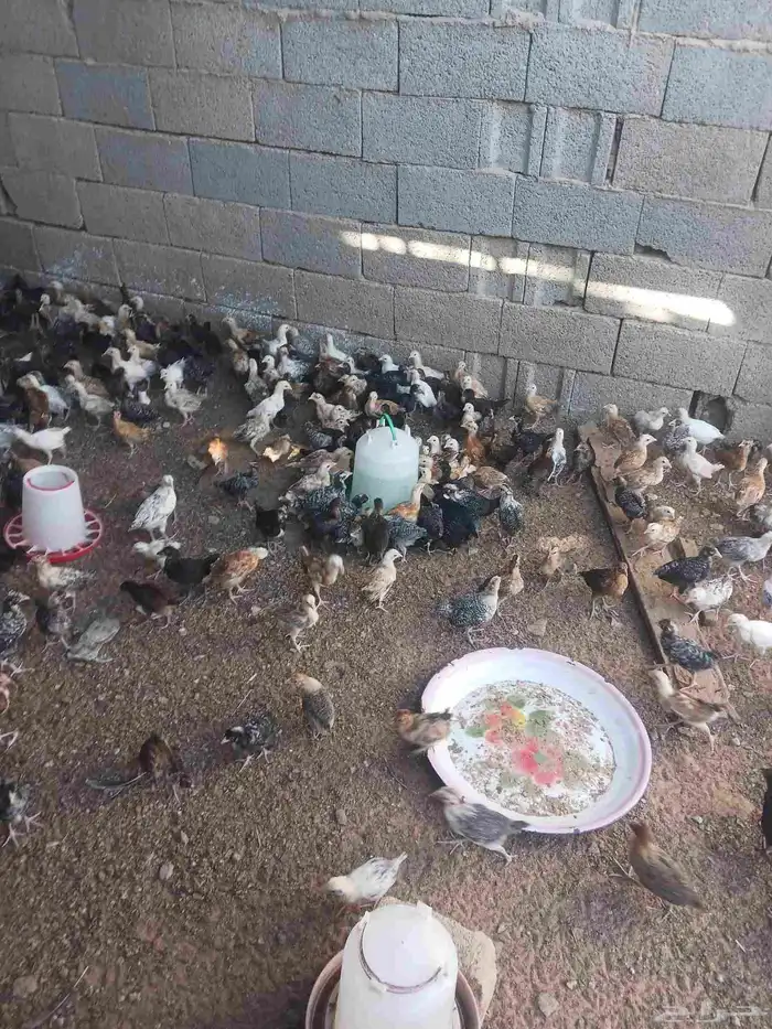 صوص بلدي محصن اخذ جميع الفيتامينات صحه ماشاءالله تبارك الله 0