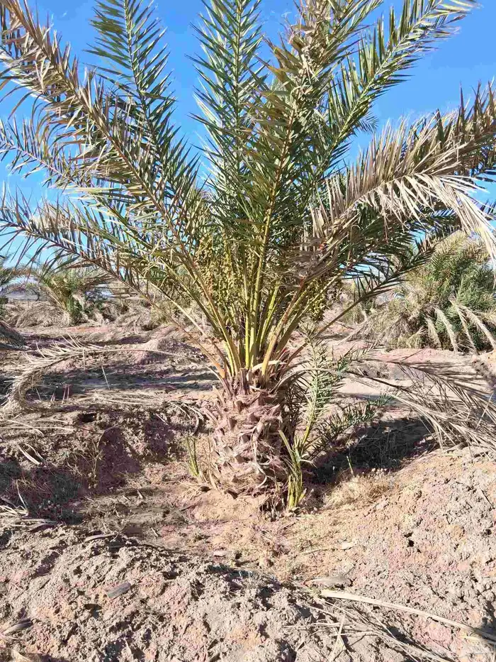 نخل للبيع برني العلا وبرني العيص متر ومتر ونص 6