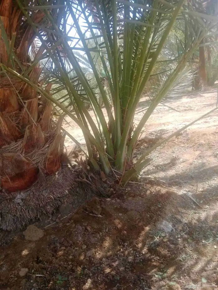 نخل خلاص برحي سكري 3