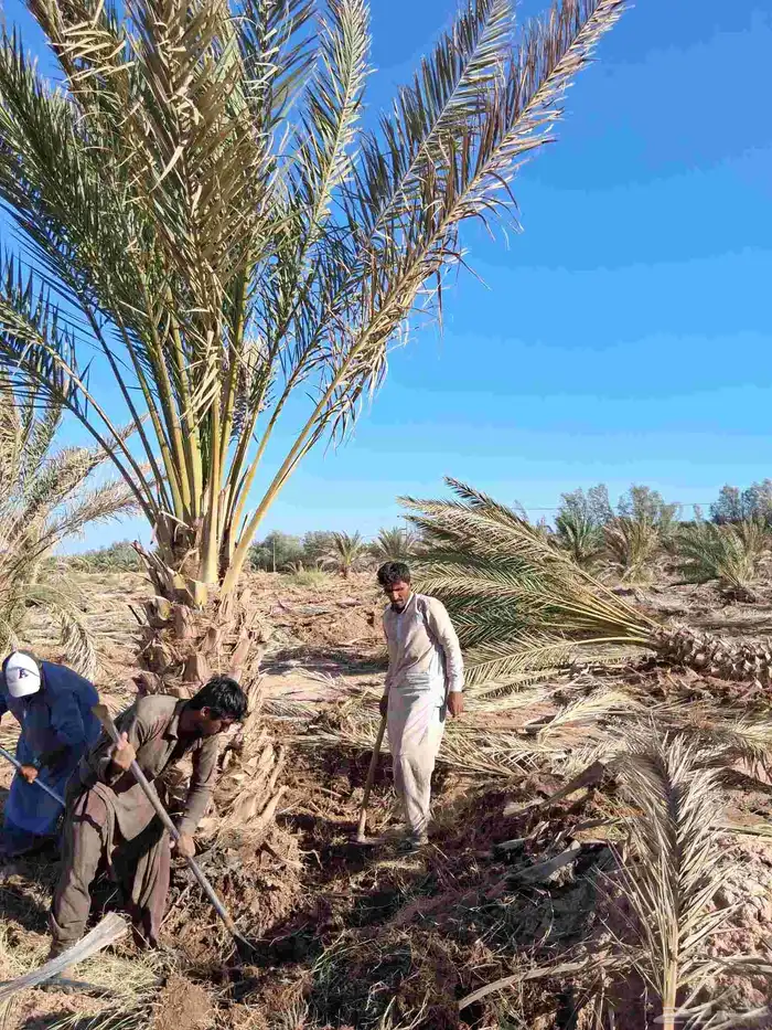 نخل للبيع برني العلا وبرني العيص متر ومتر ونص 1