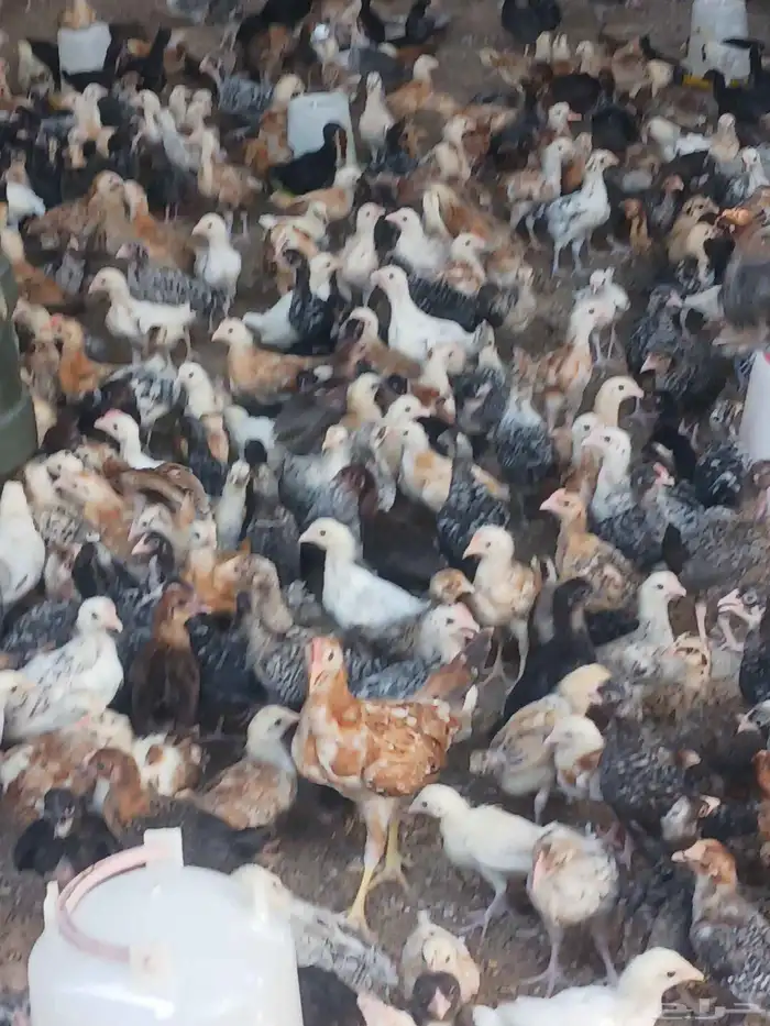 صوص بلدي محصن اخذ جميع الفيتامينات صحه ماشاءالله تبارك الله 3