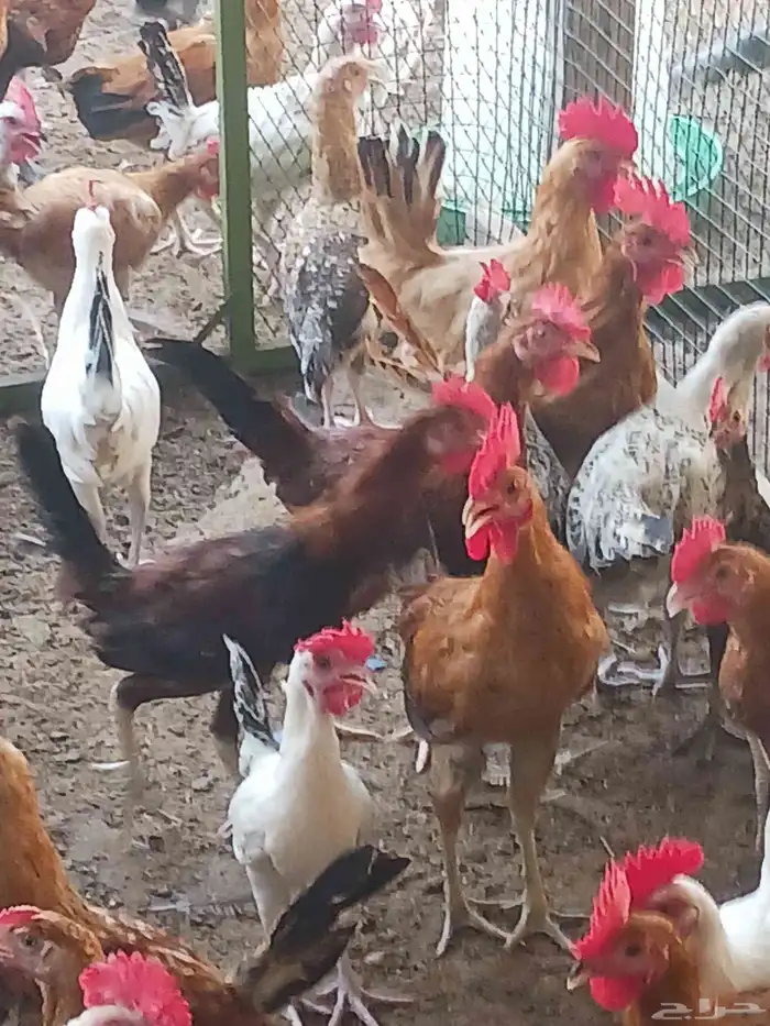 ديوك اعمار من 4 شهور و4 شهور صحه ماشاءالله تبارك الله محصن و 3