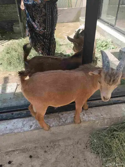 قزم للبيع 2