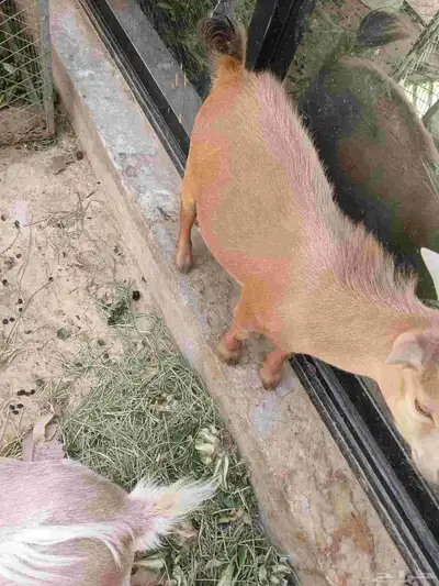 قزم للبيع 4