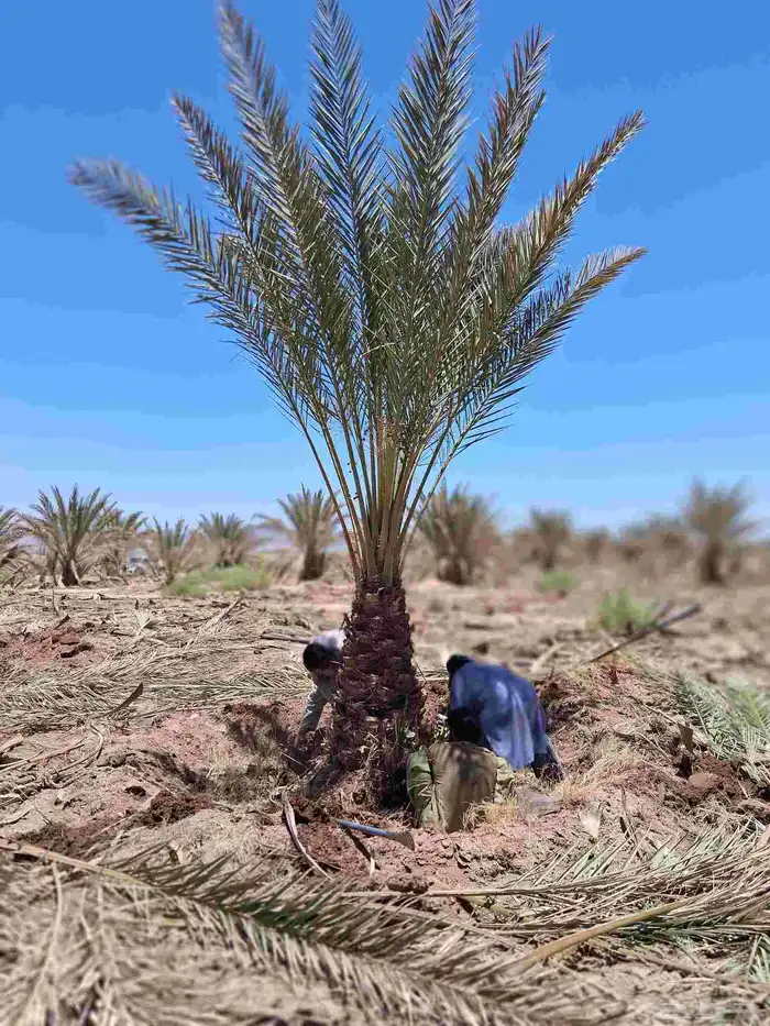 نخل للبيع برني العلا وبرني العيص متر ومتر ونص 2