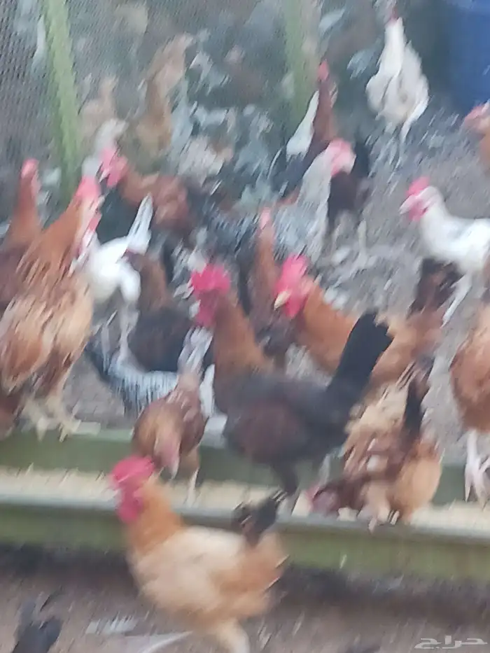 ديوك اعمار من 4 شهور و4 شهور صحه ماشاءالله تبارك الله محصن و 0