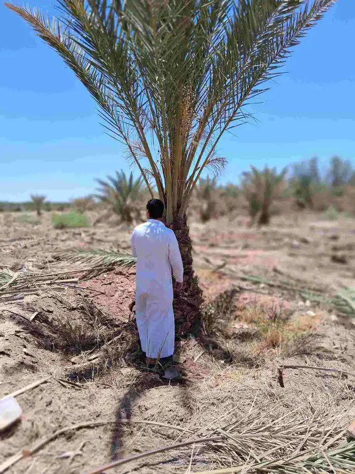 نخل للبيع برني العلا وبرني العيص متر ومتر ونص 3
