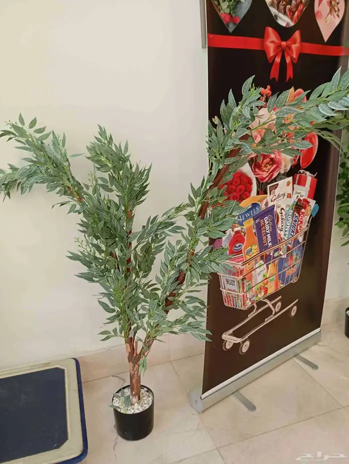 أشجار زينه للبيع جمله وقطاعي للاستفسار 1