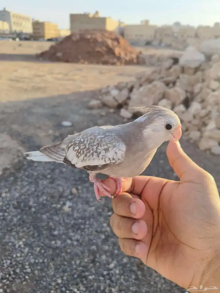 ((تم البيييع))كروان اليف جدا وهدد داخلي وخارجيTOP 0