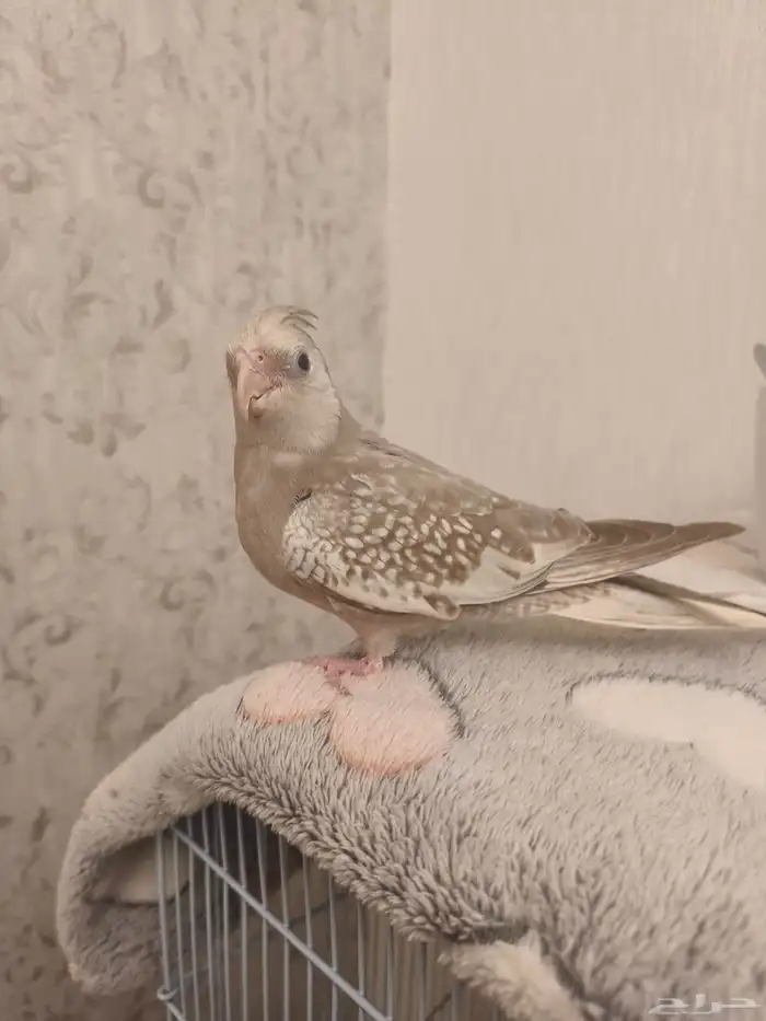 ((تم البيييع))كروان اليف جدا وهدد داخلي وخارجيTOP 2