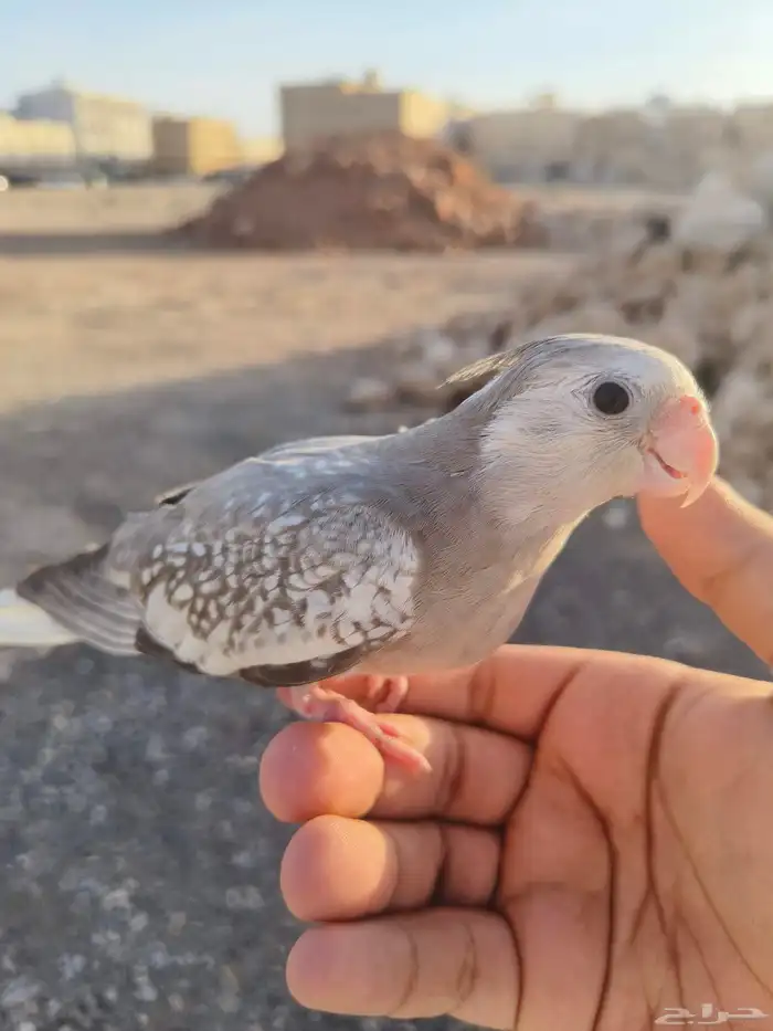 ((تم البيييع))كروان اليف جدا وهدد داخلي وخارجيTOP 1