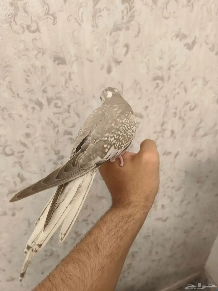 ((تم البيييع))كروان اليف جدا وهدد داخلي وخارجيTOP 7