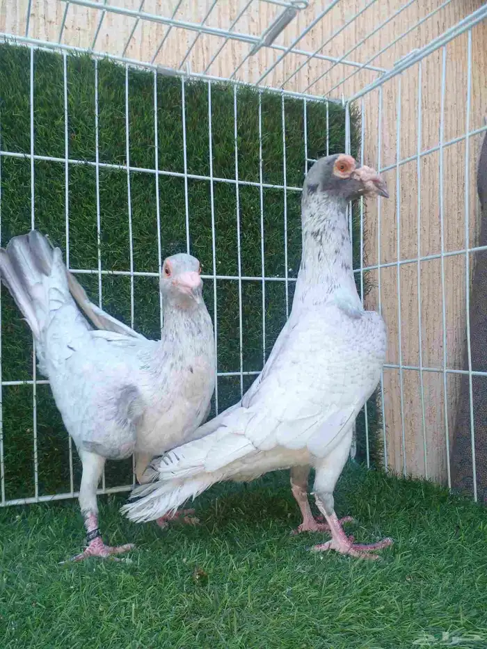 جوزين سواعي من الالوان النادره ( قراقطه ) 3