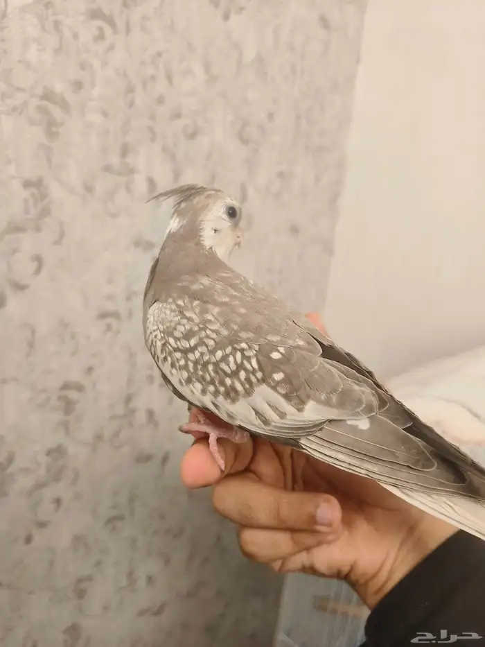 ((تم البيييع))كروان اليف جدا وهدد داخلي وخارجيTOP 6