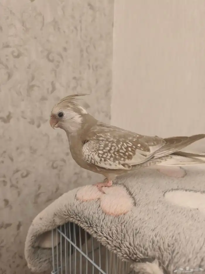 ((تم البيييع))كروان اليف جدا وهدد داخلي وخارجيTOP 3