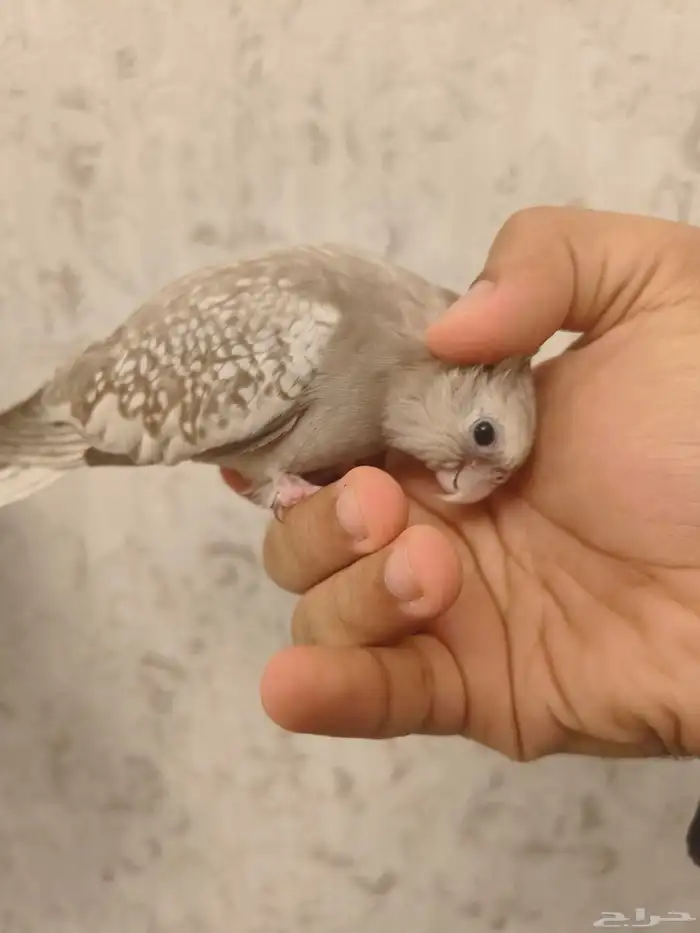 ((تم البيييع))كروان اليف جدا وهدد داخلي وخارجيTOP 4