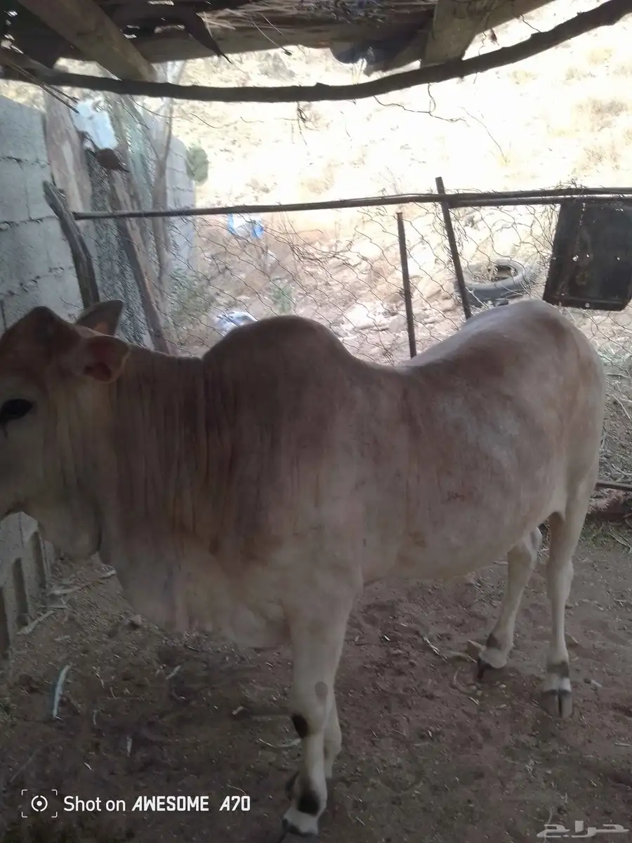 بقر بلدي 0