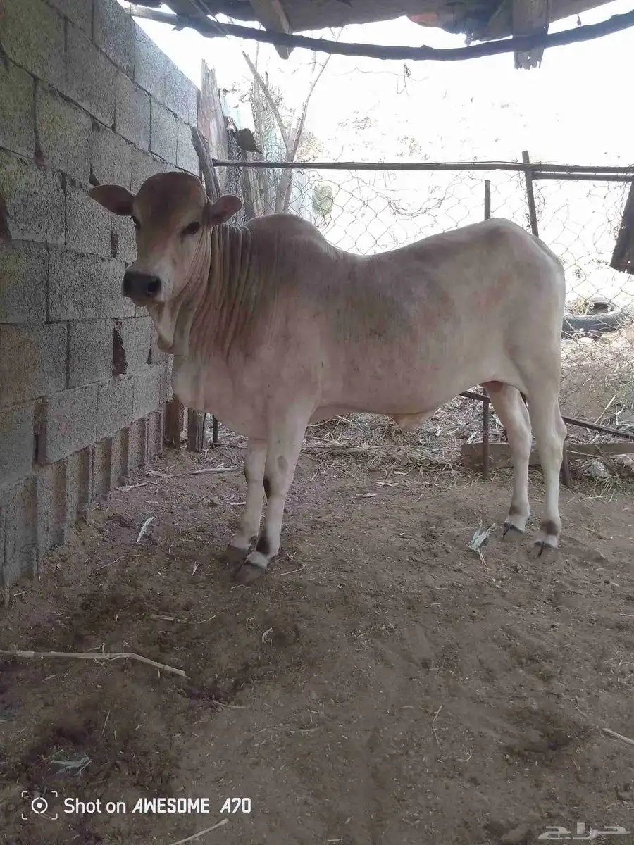 بقر بلدي 2