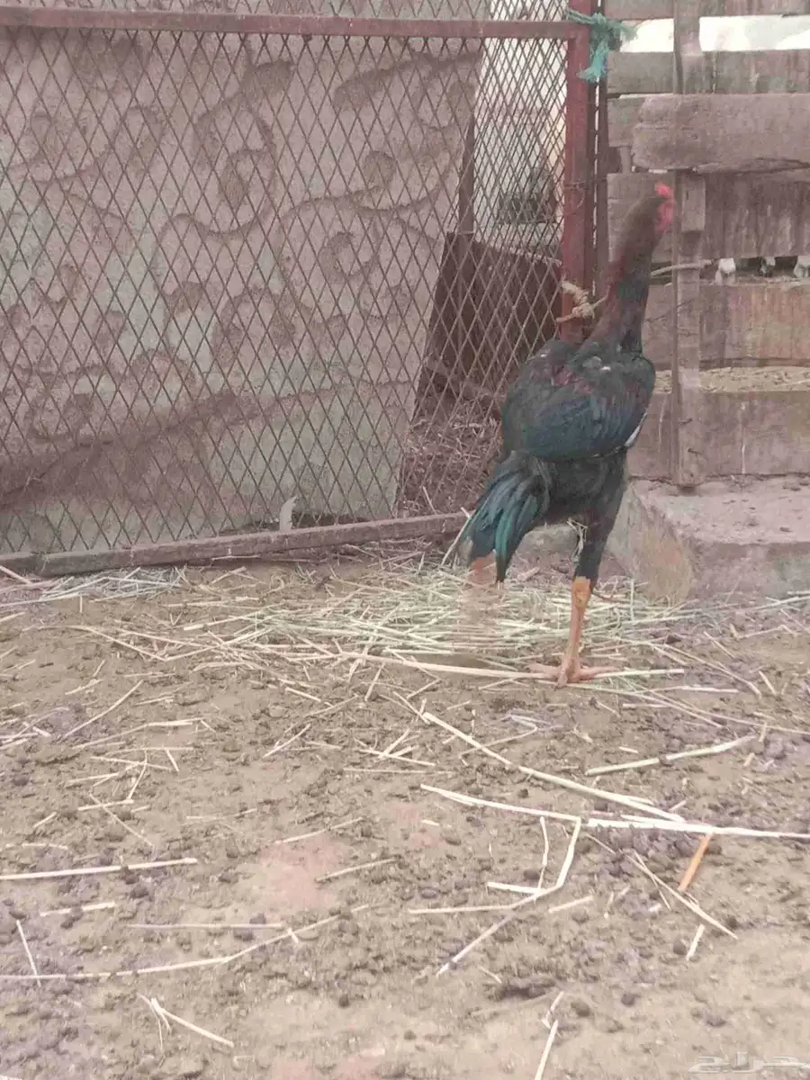 دجاج 3