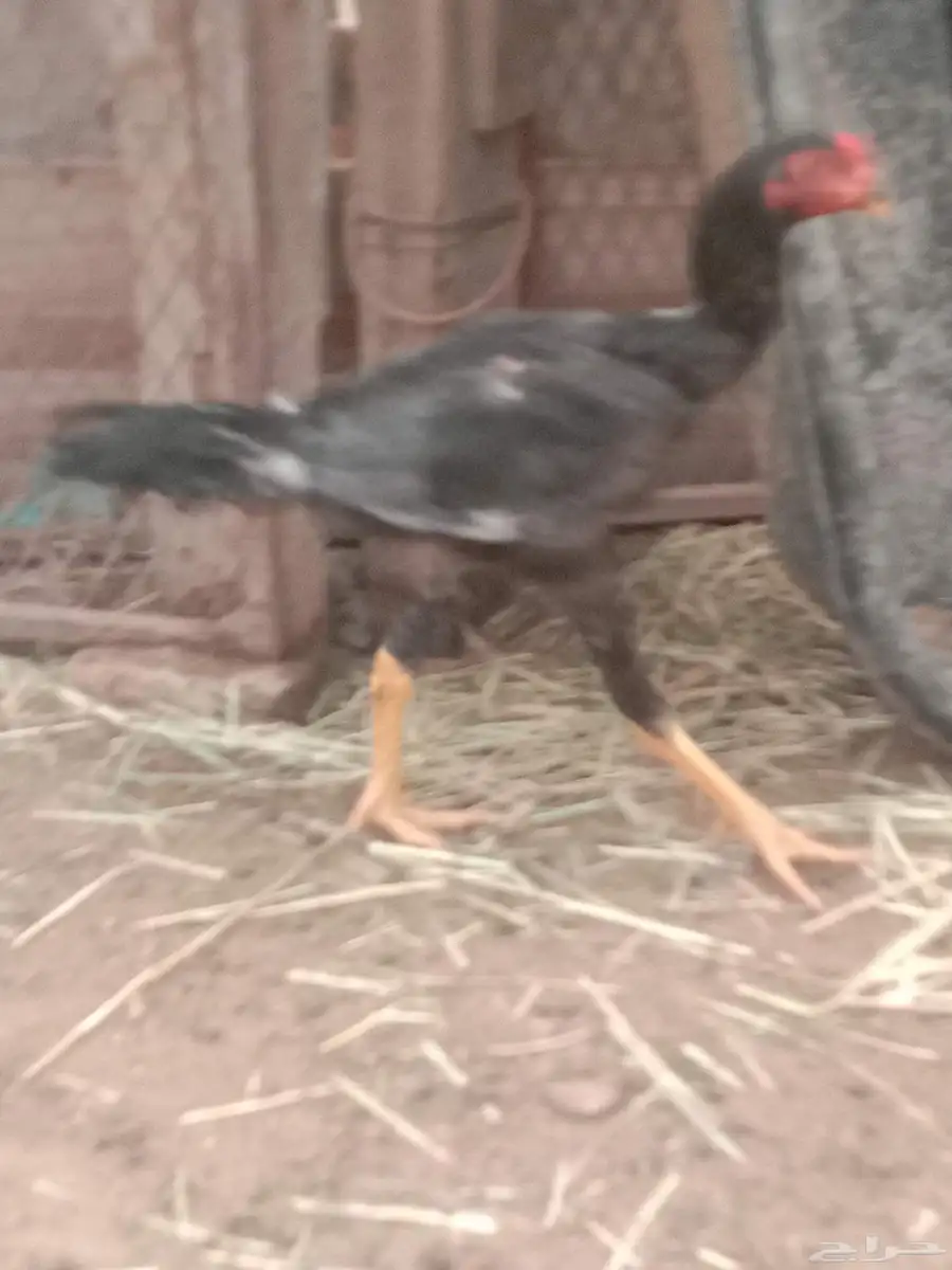 دجاج 1