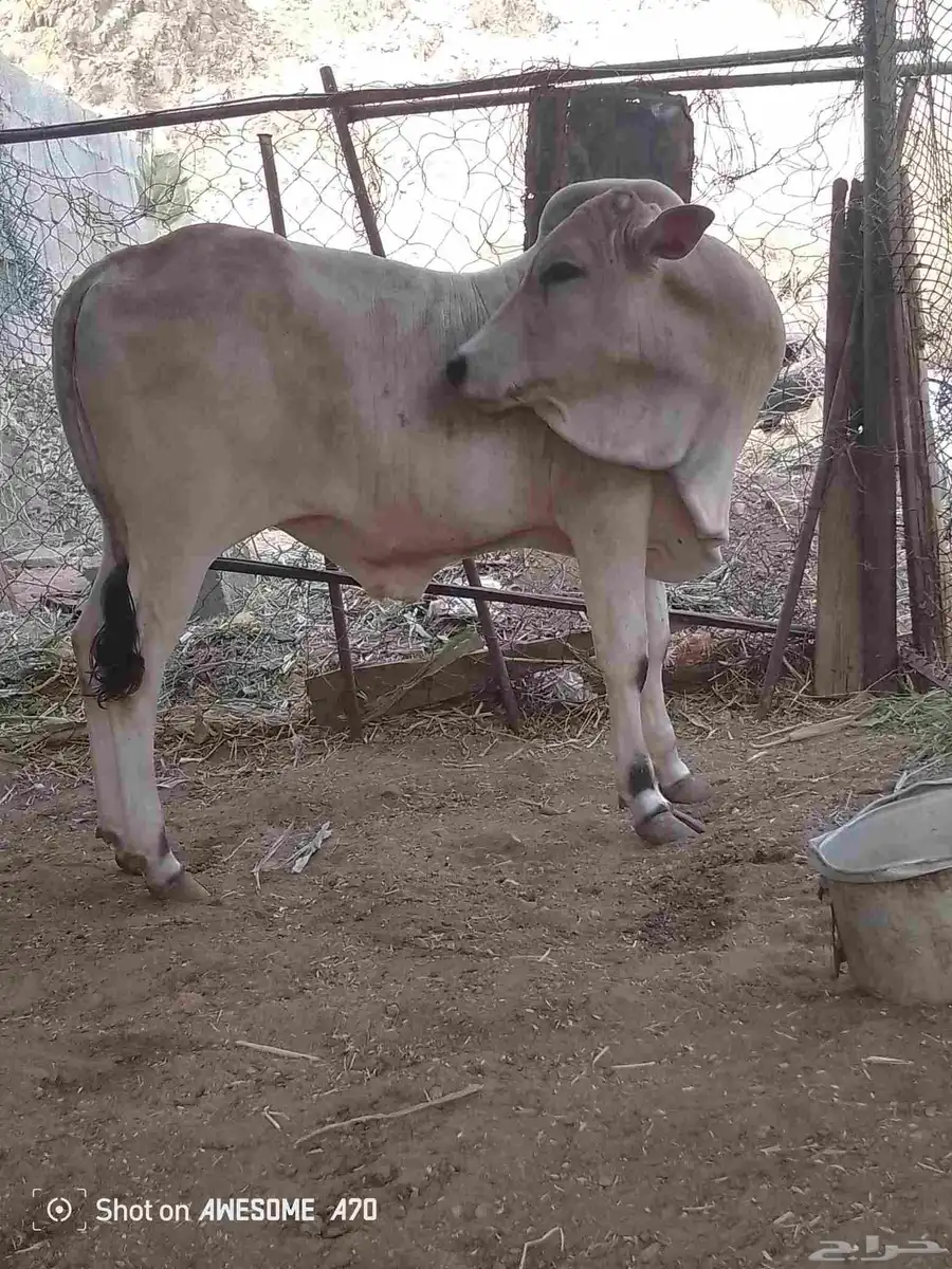 بقر بلدي 3